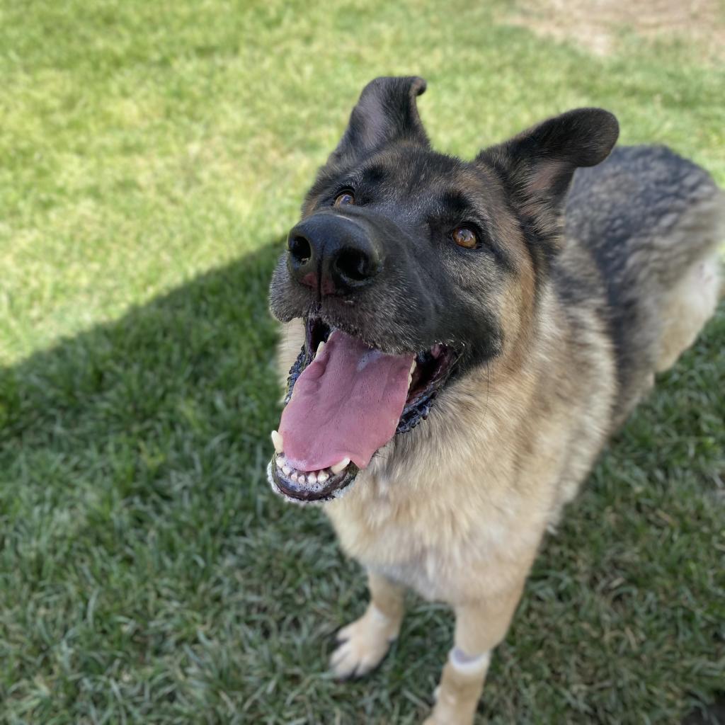 Enlarge Puppy, a Adoptable mixed breed in San Jacinto, CA image 6/6