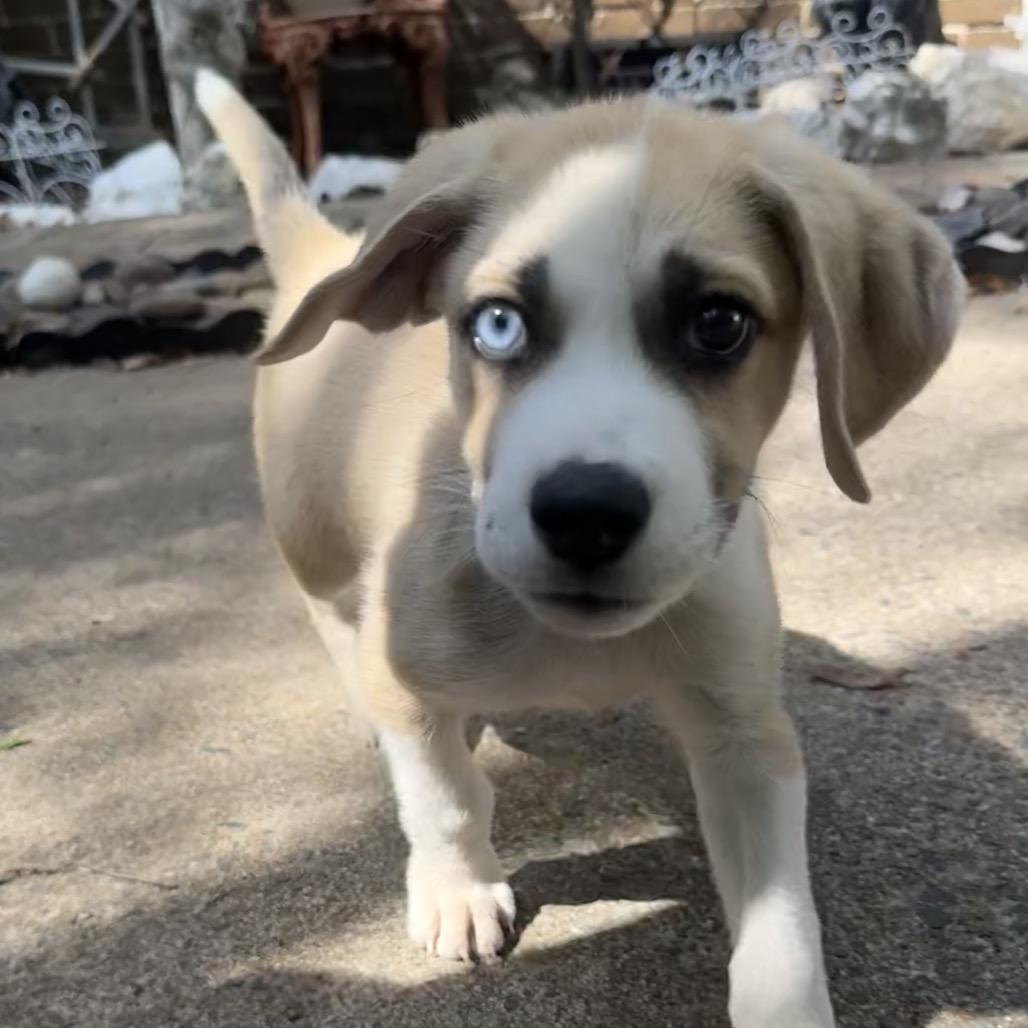 Tot Tot, Adopted, Puppy Male Mixed Breed.
