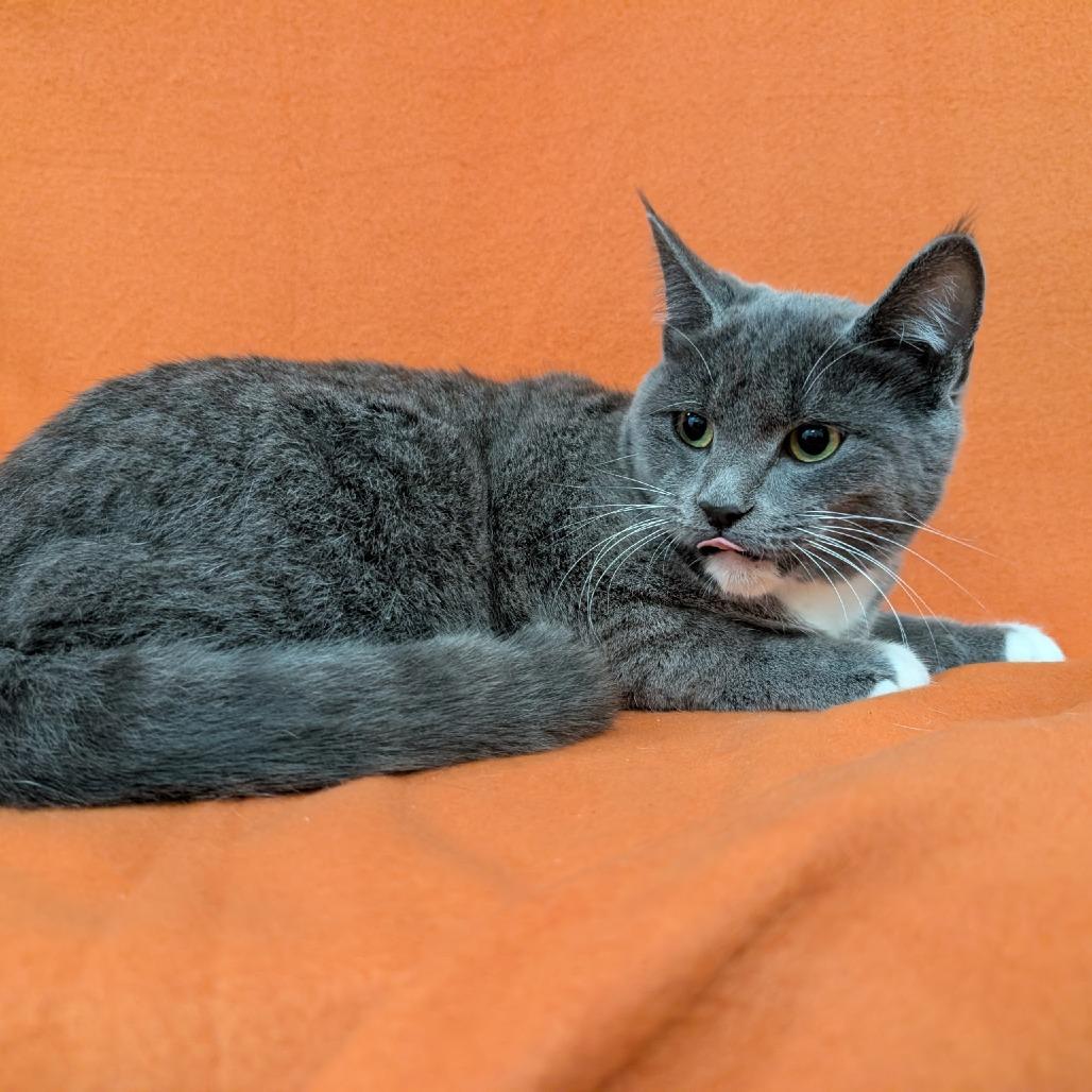 Theodora, Adoptable, Young Female Domestic Short Hair.