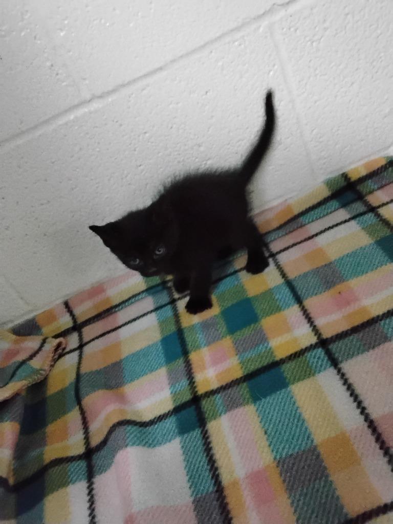 Tres, Adoptable, Kitten Male Domestic Short Hair.