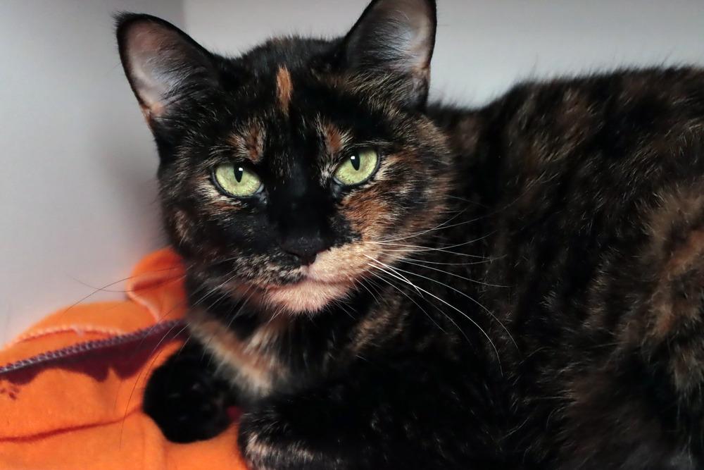 Venus, Adoptable, Adult Female Domestic Short Hair.