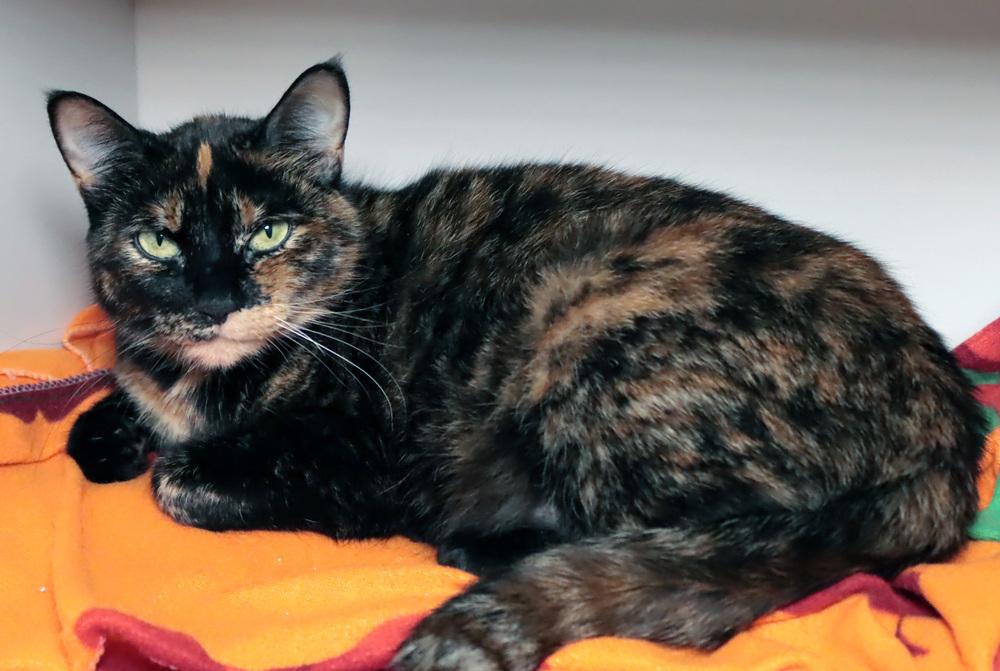Enlarge Venus, a Adoptable mixed breed in Vancouver, WA image 2/3