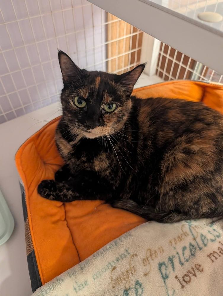 Enlarge Venus, a Adoptable mixed breed in Vancouver, WA image 3/3