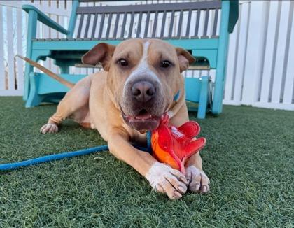 Snoop Dog, Adoptable, Adult Male Pit Bull Terrier & Mixed Breed.