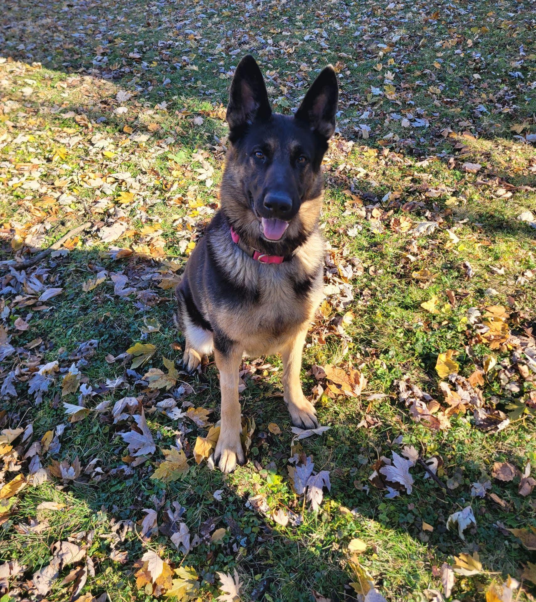 Enlarge Heidi, a Adoptable German Shepherd Dog in Oswego, IL image 3/5