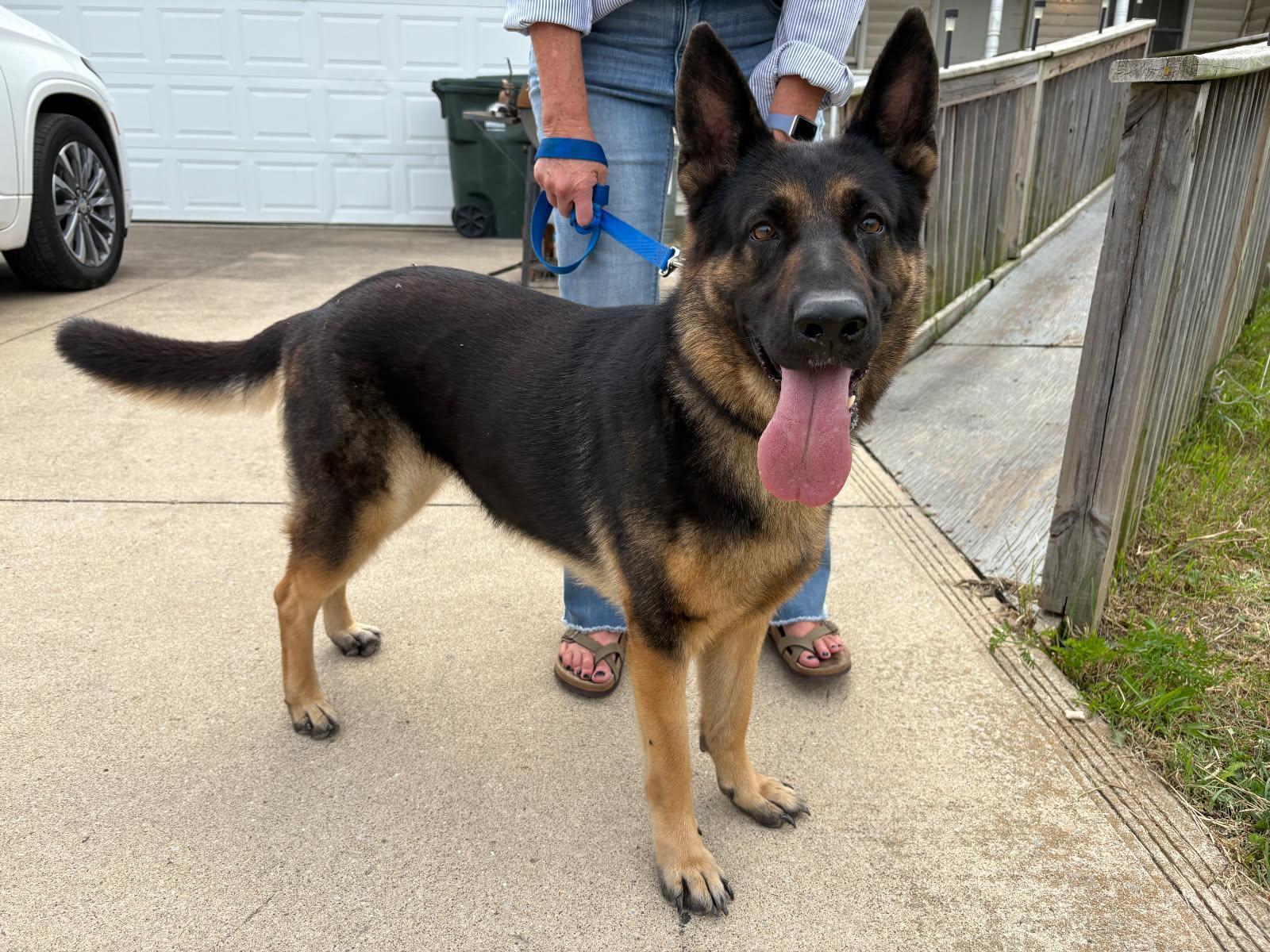 Enlarge Heidi, a Adoptable German Shepherd Dog in Oswego, IL image 1/5