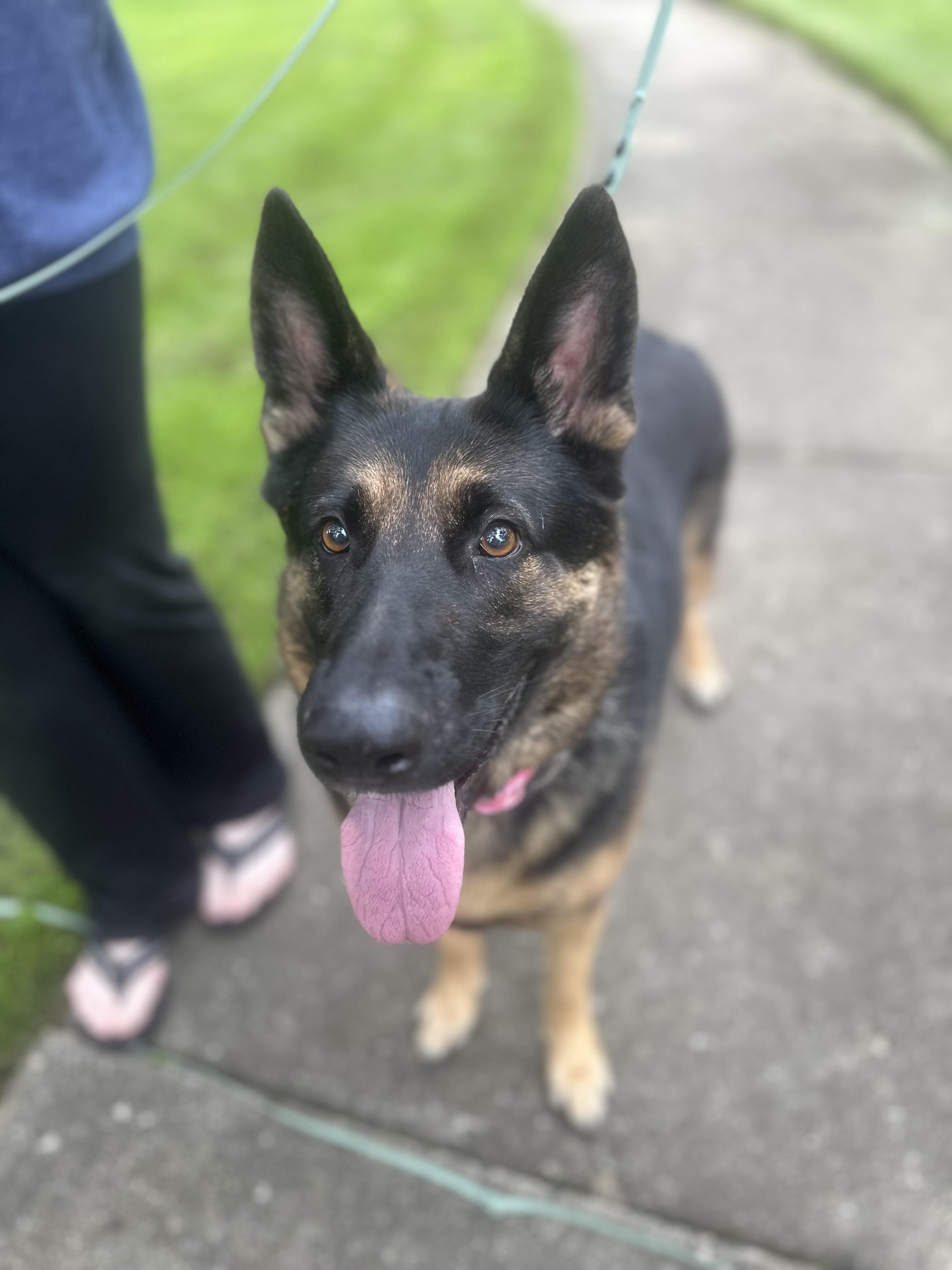 Enlarge Heidi, a Adoptable German Shepherd Dog in Oswego, IL image 5/5