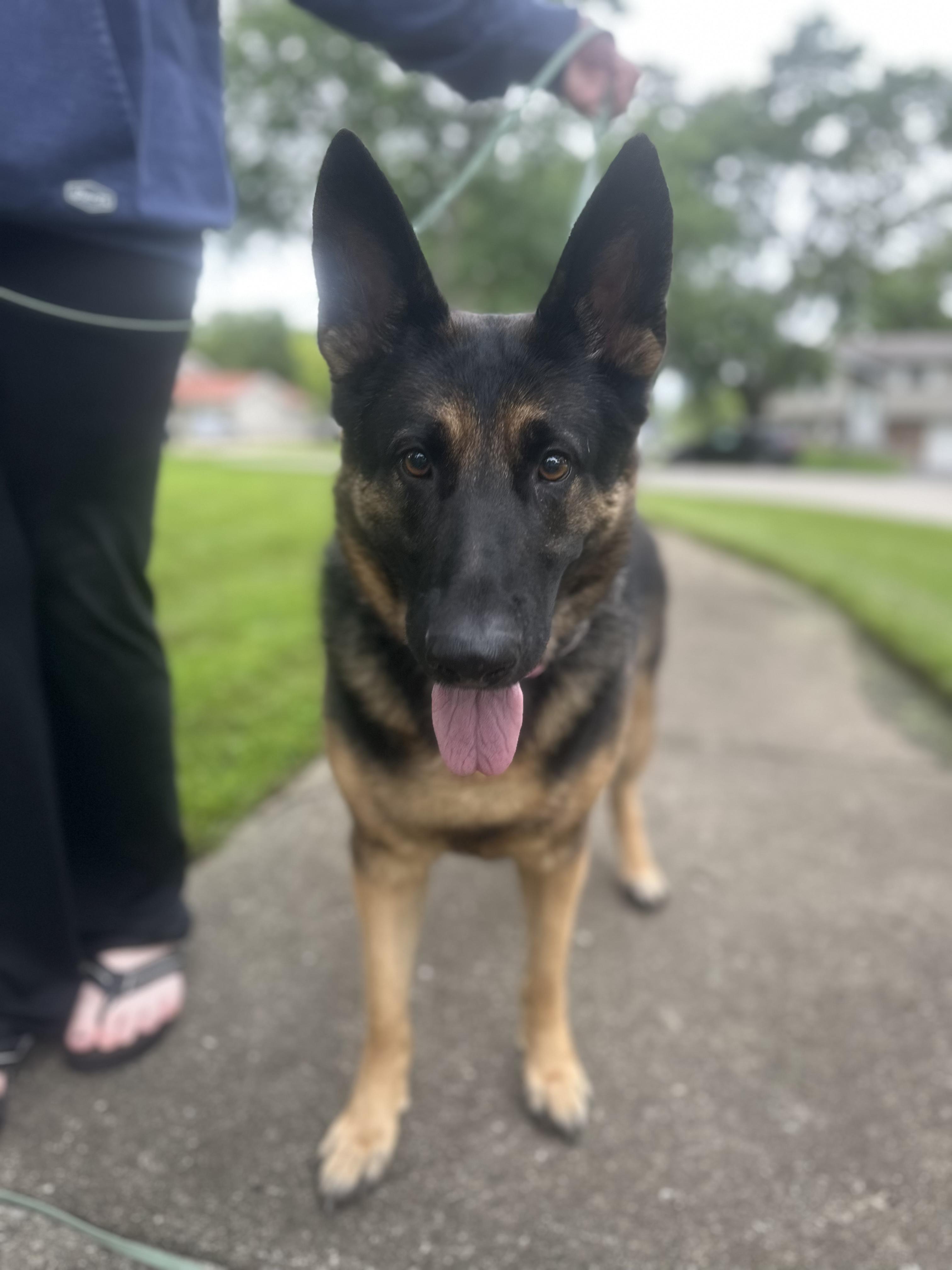 Enlarge Heidi, a Adoptable German Shepherd Dog in Oswego, IL image 4/5