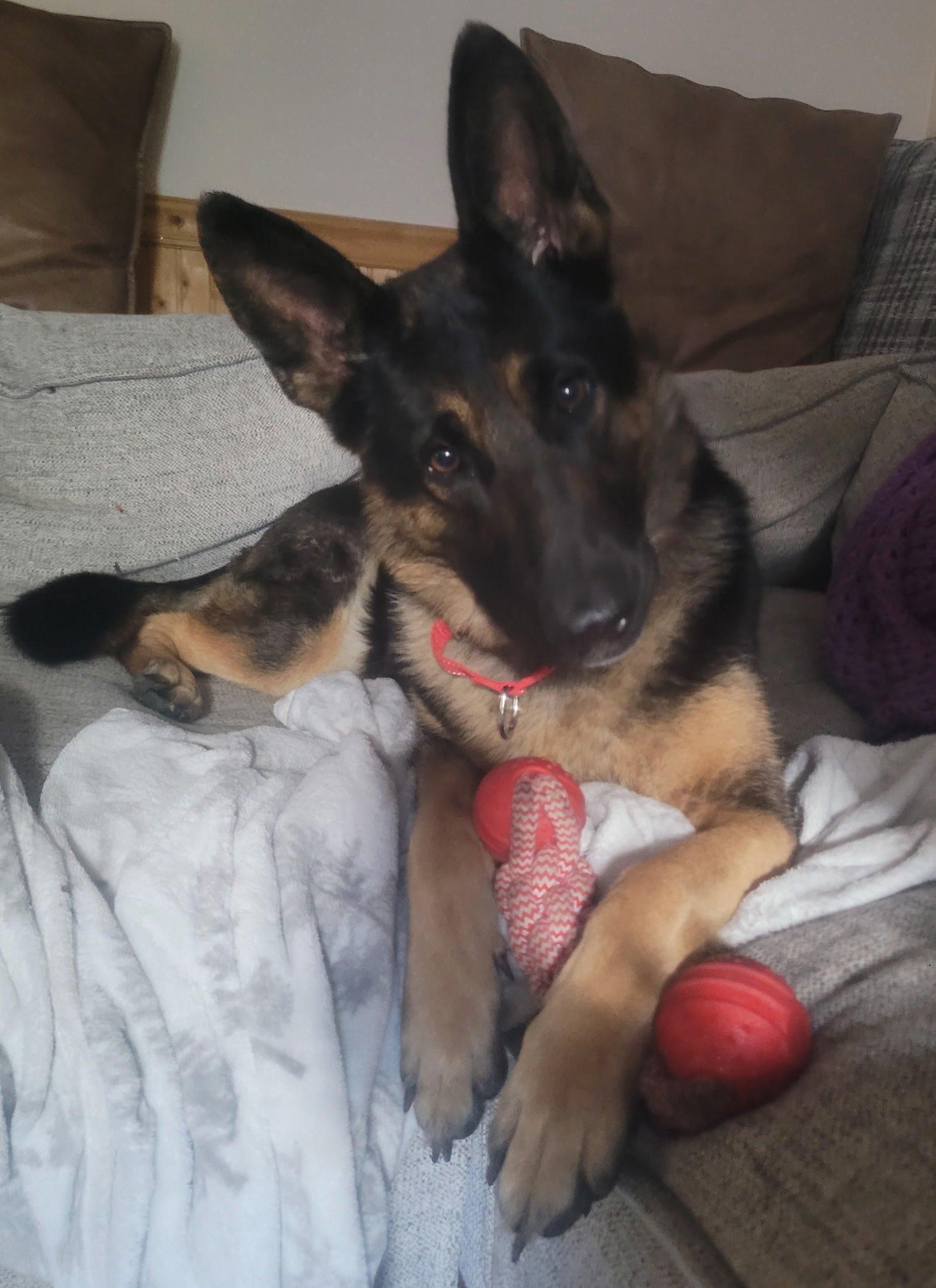 Enlarge Heidi, a Adoptable German Shepherd Dog in Oswego, IL image 2/5
