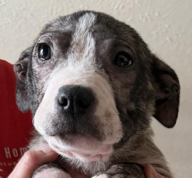 Stumpy Spunky — thumbnail 3