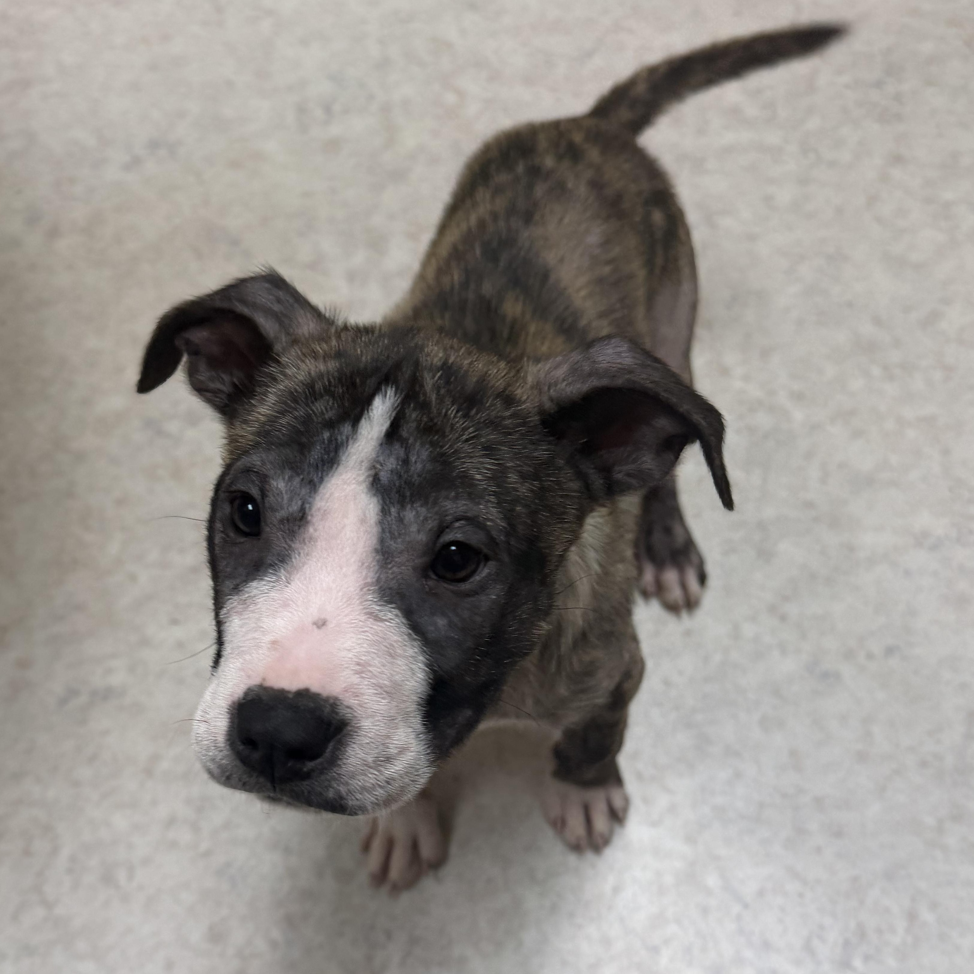 Stumpy Spunky — thumbnail 5