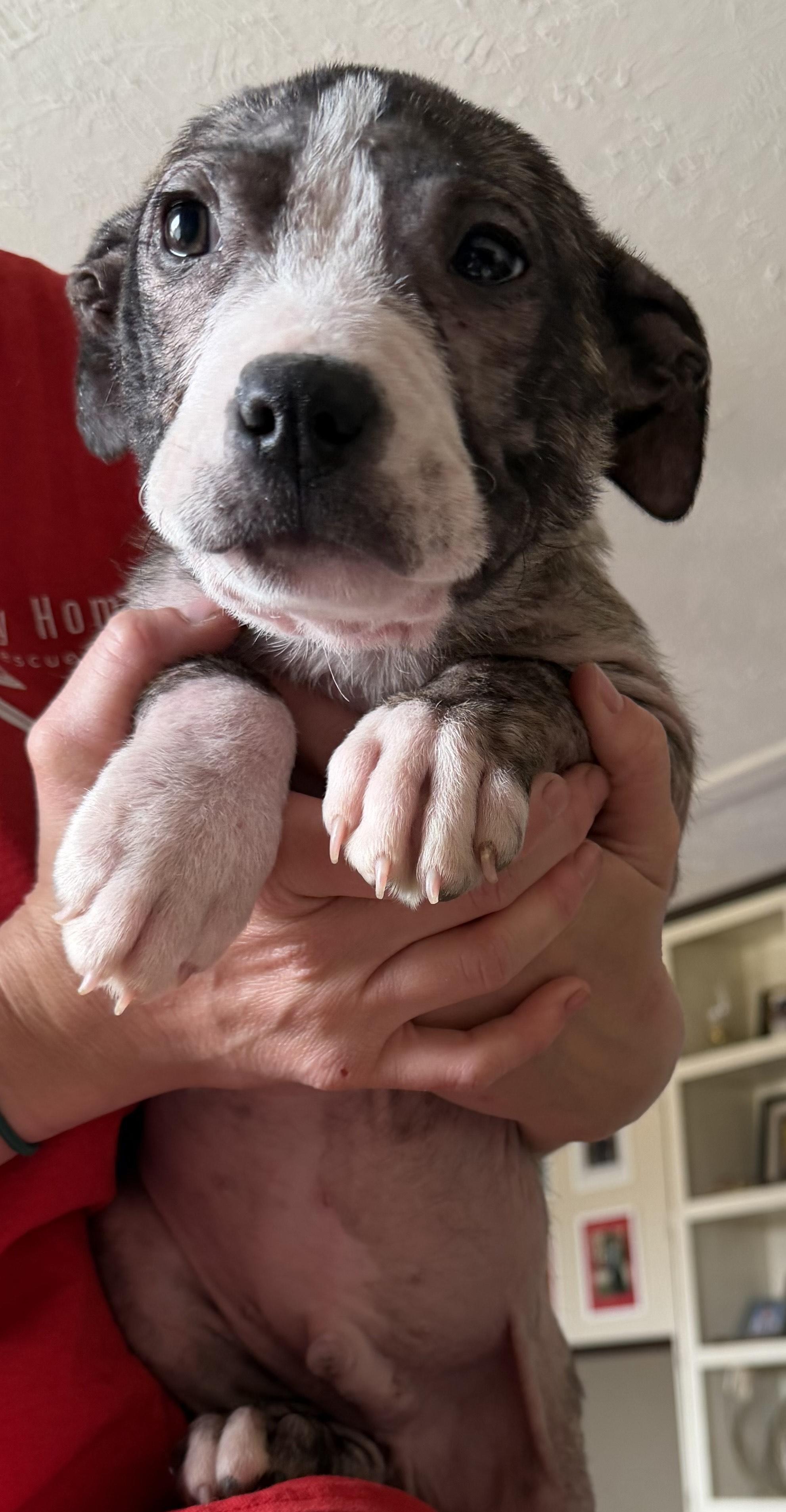 Stumpy Spunky — thumbnail 6