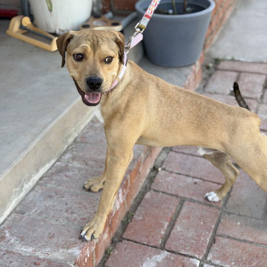 Harris, Adoptable, Young Male Labrador Retriever & Pit Bull Terrier.
