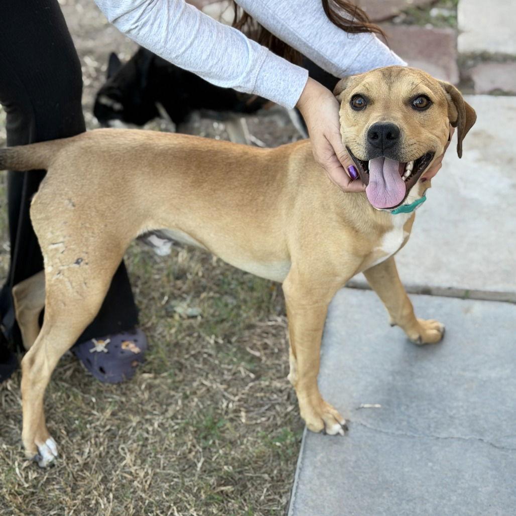 Enlarge Harris, a Adoptable mixed breed in Oceanside, CA image 2/3