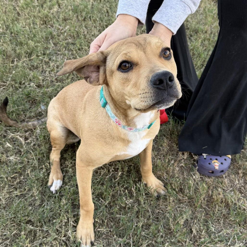 Enlarge Harris, a Adoptable mixed breed in Oceanside, CA image 3/3