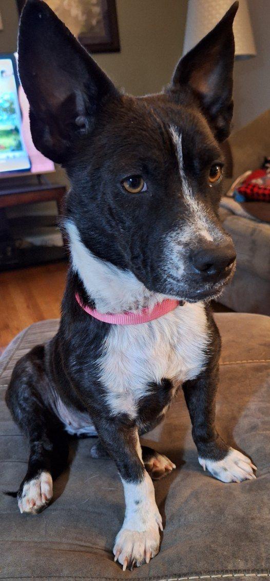 Enlarge Carney, an adopted Mixed Breed in Racine, WI image 3/3