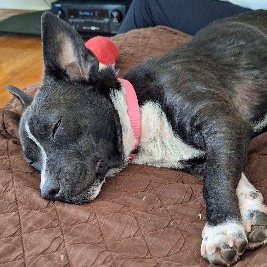 Enlarge Carney, an adopted Mixed Breed in Racine, WI image 2/3