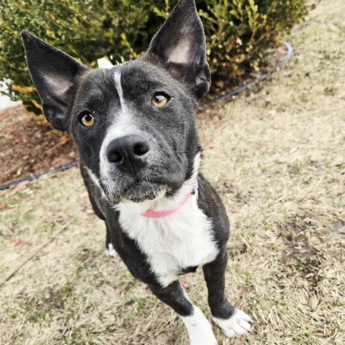 Carney, adopted, Young Female Mixed Breed.