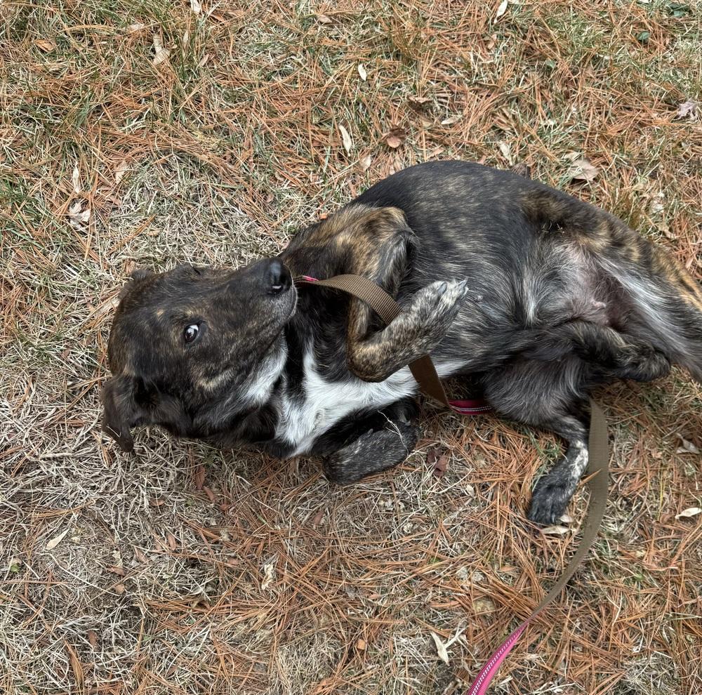 Enlarge Aubryn , a ADOPTABLE mixed breed in China Township, MI image 6/6
