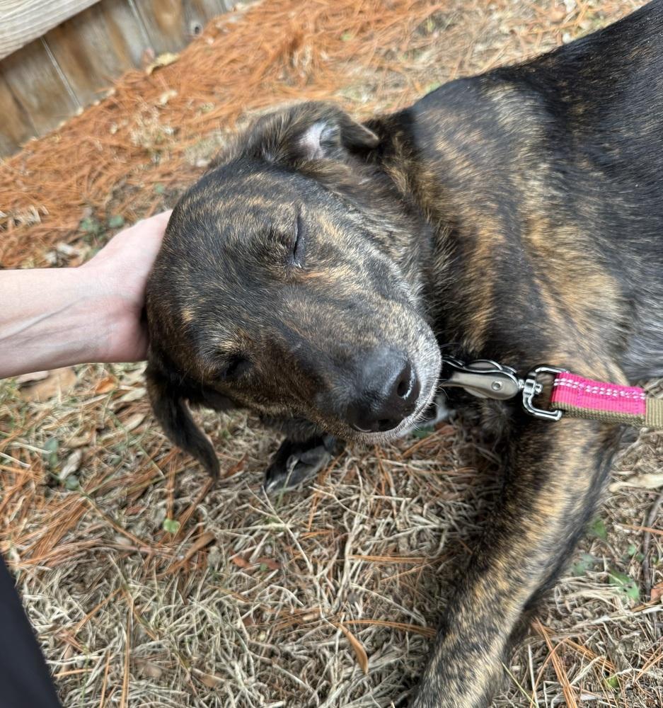 Enlarge Aubryn , a ADOPTABLE mixed breed in China Township, MI image 4/6