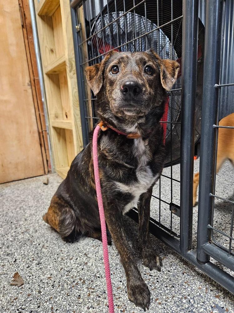 Enlarge Aubryn , a ADOPTABLE mixed breed in China Township, MI image 5/6