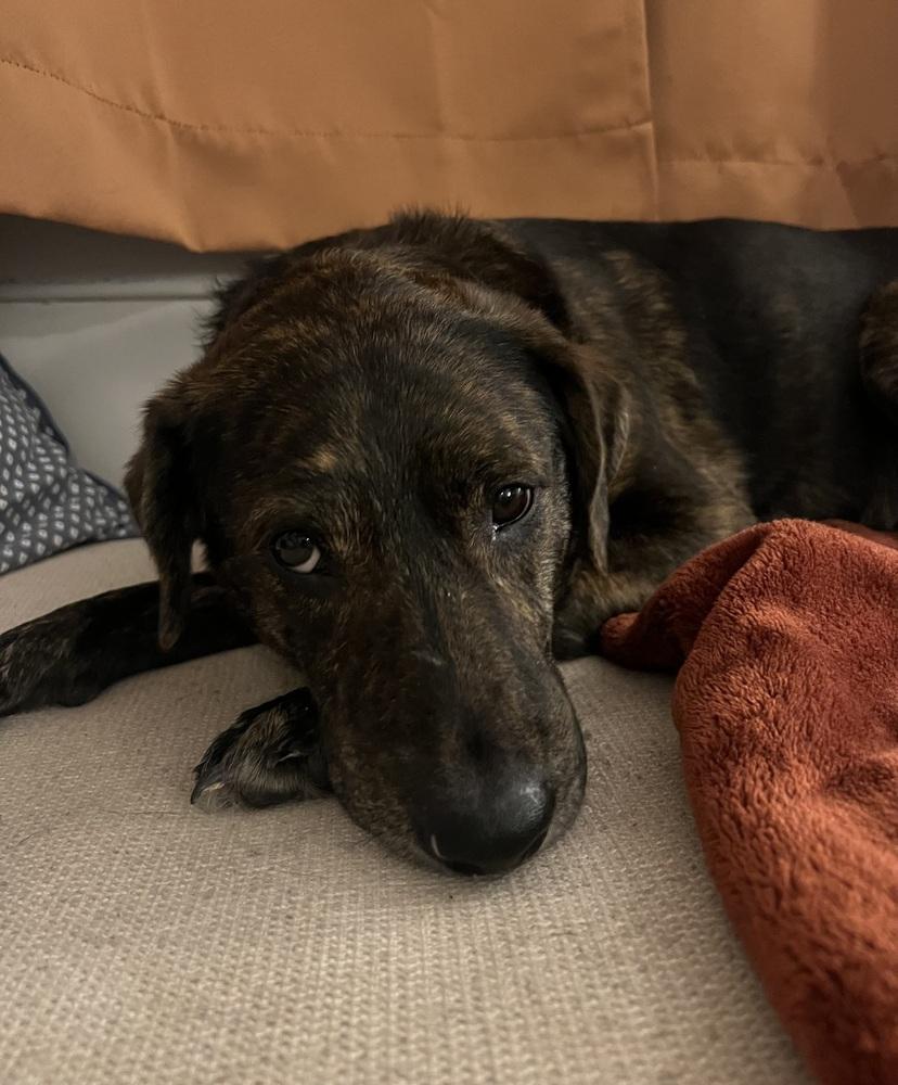 Enlarge Aubryn , a ADOPTABLE mixed breed in China Township, MI image 3/6