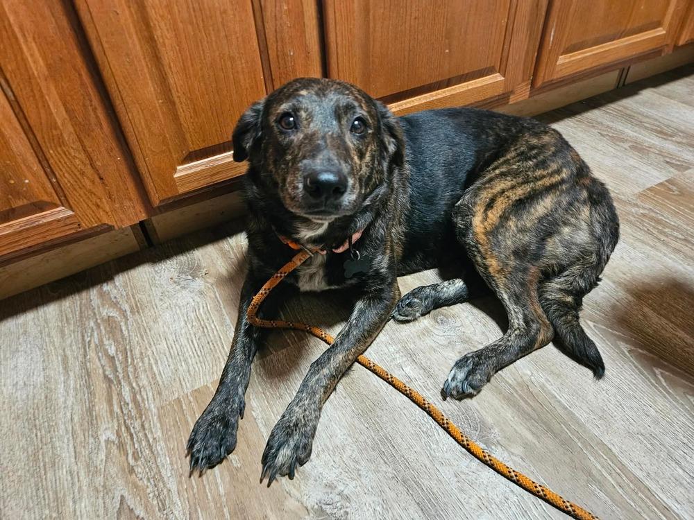 Aubryn , ADOPTABLE, Adult Female Hound.