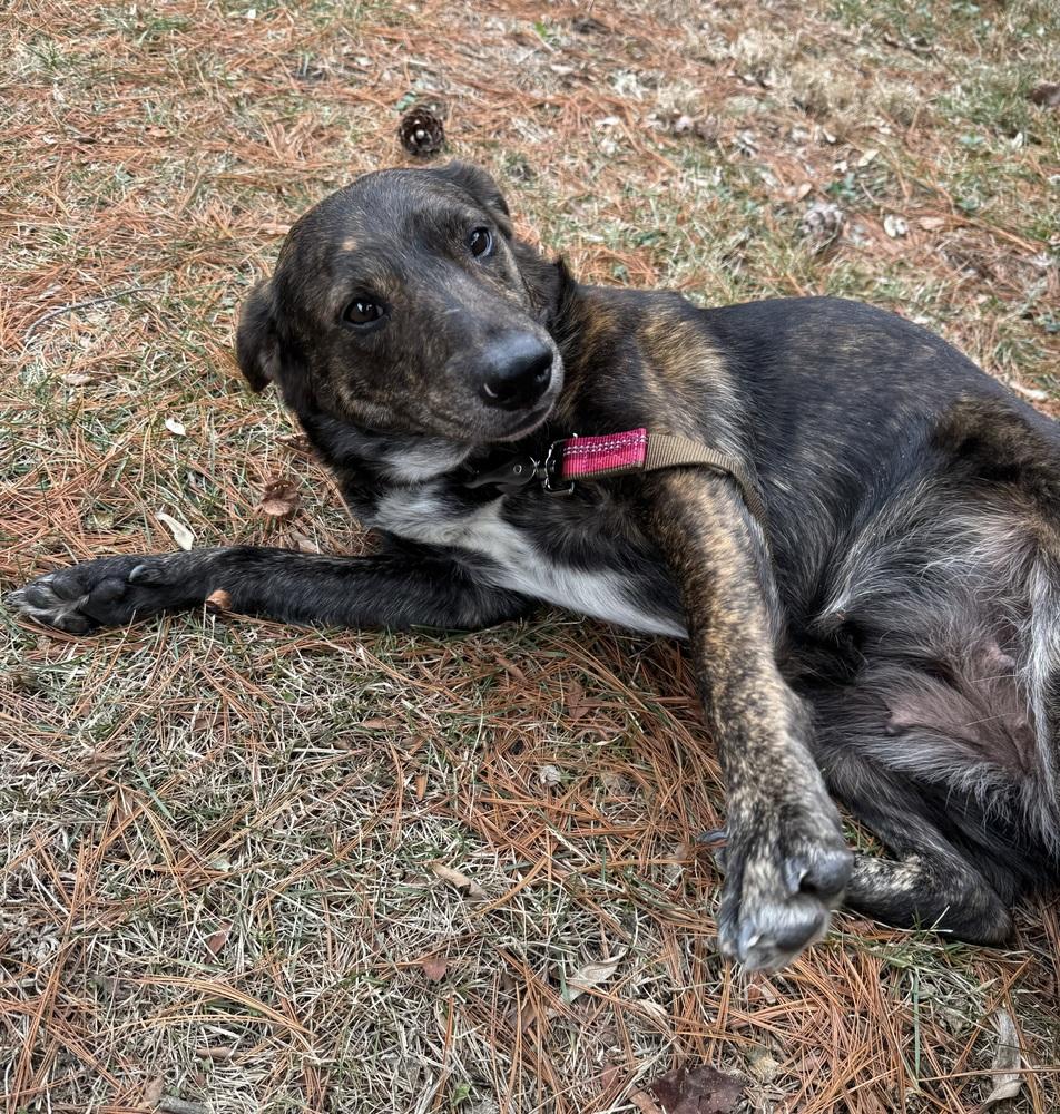 Enlarge Aubryn , a ADOPTABLE mixed breed in China Township, MI image 2/6