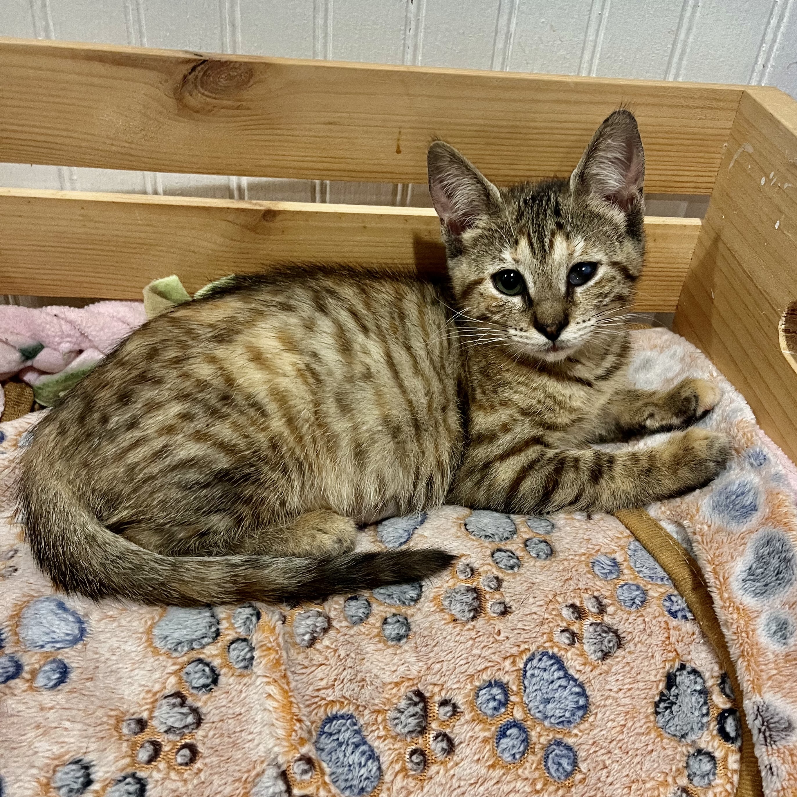 Cat for adoption Pesto, a Domestic Short Hair in East Amherst, NY