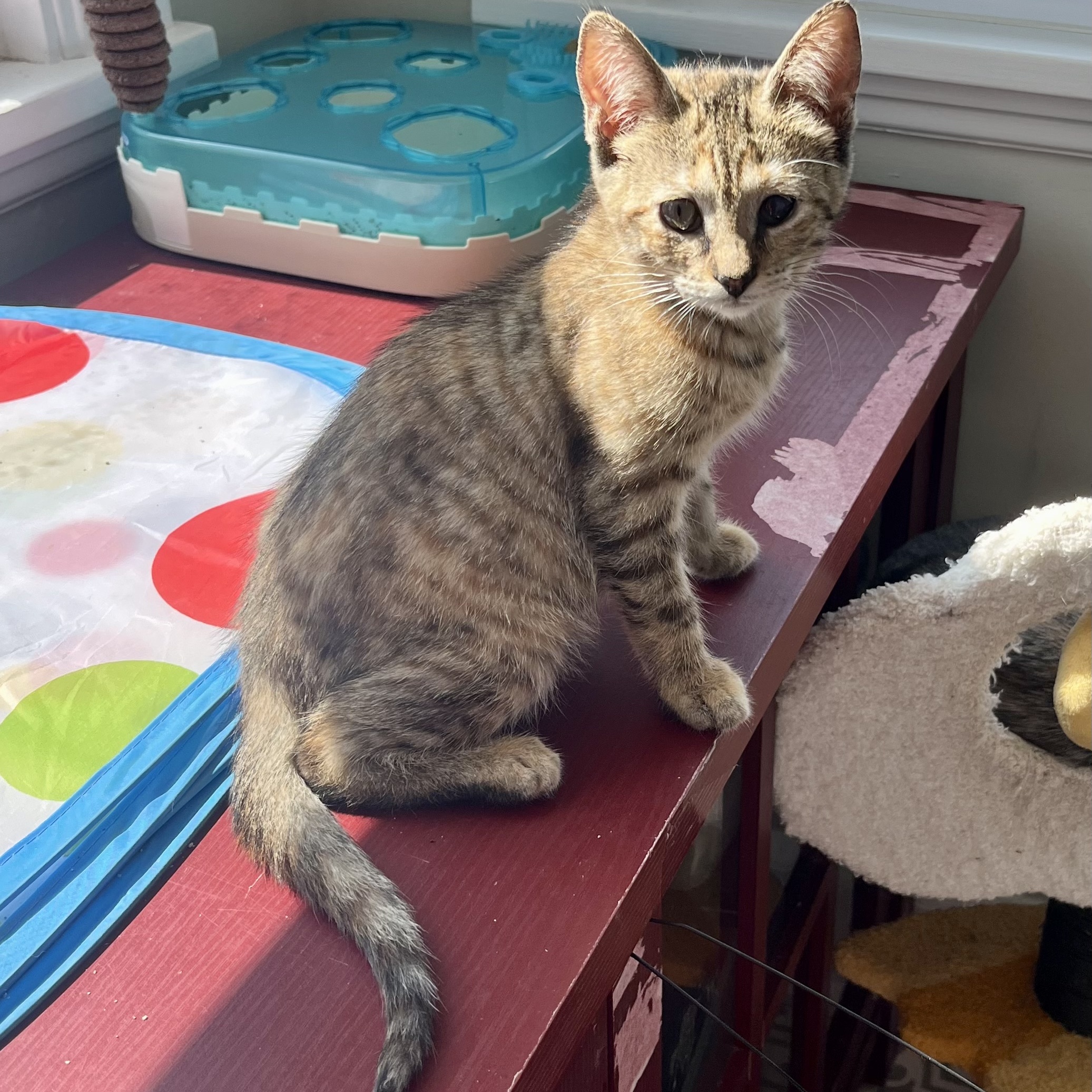 Cat for adoption Pesto, a Domestic Short Hair in East Amherst, NY