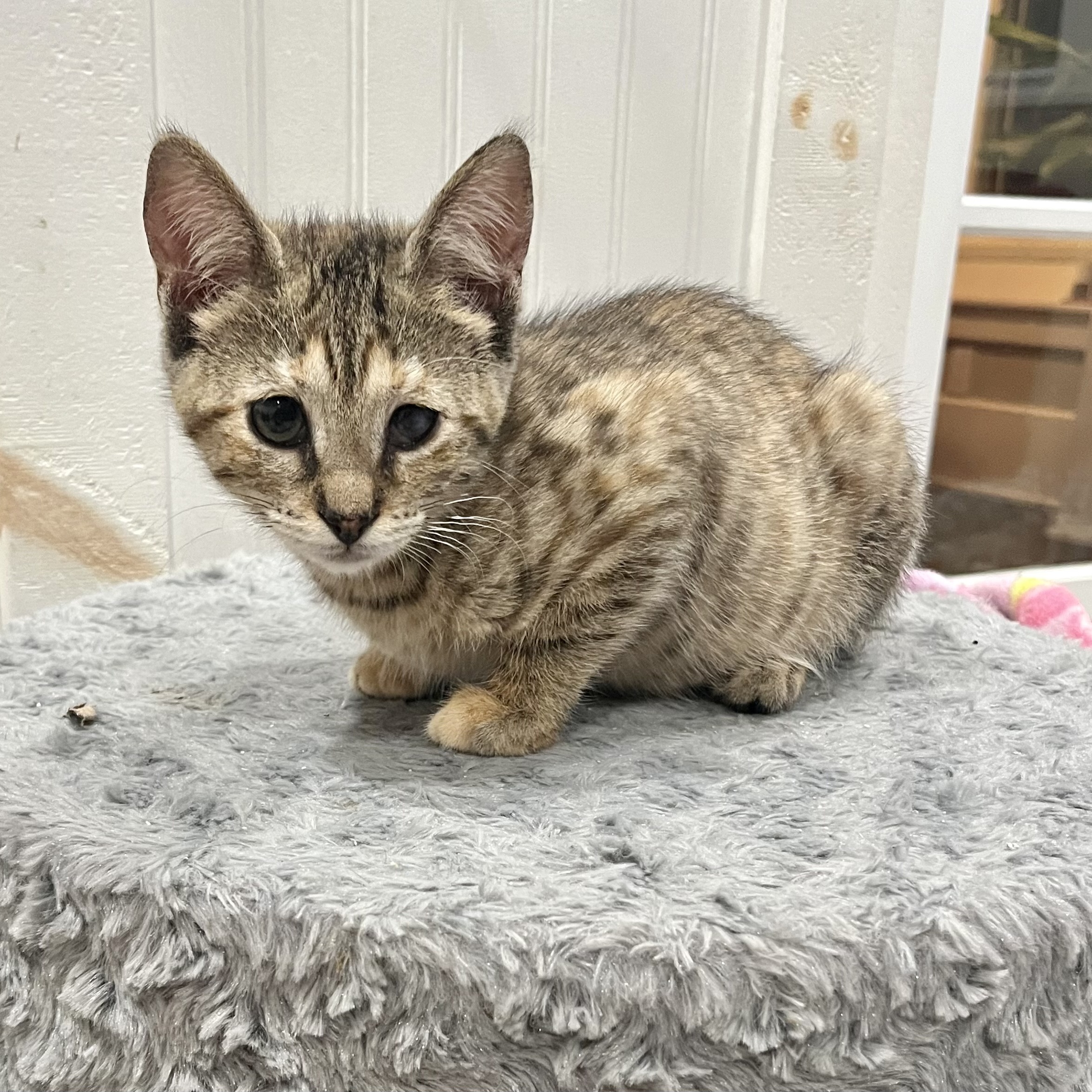 Cat for adoption Pesto, a Domestic Short Hair in East Amherst, NY