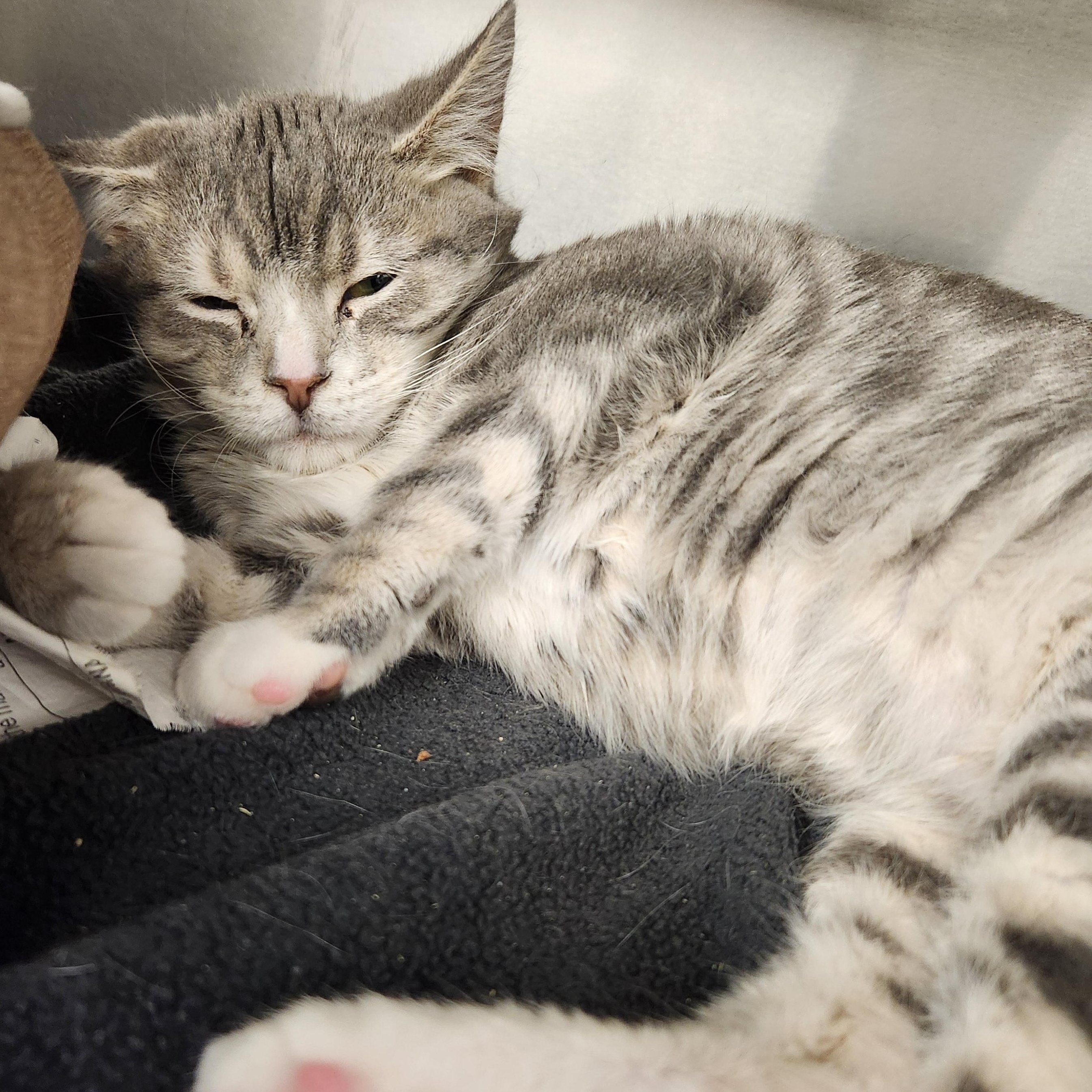 Enlarge Chelsea, a ADOPTABLE Domestic Short Hair in Liberty, MO image 1/1