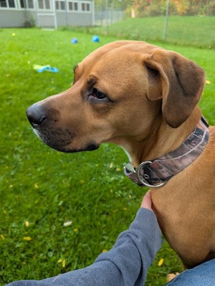 Enlarge Prince, a Adoptable mixed breed in Ithaca, NY image 3/6