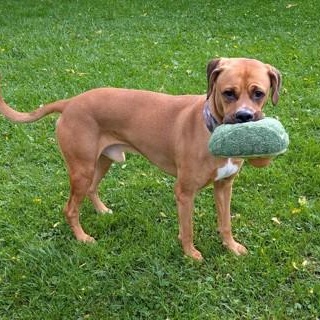 Enlarge Prince, a Adoptable mixed breed in Ithaca, NY image 5/6