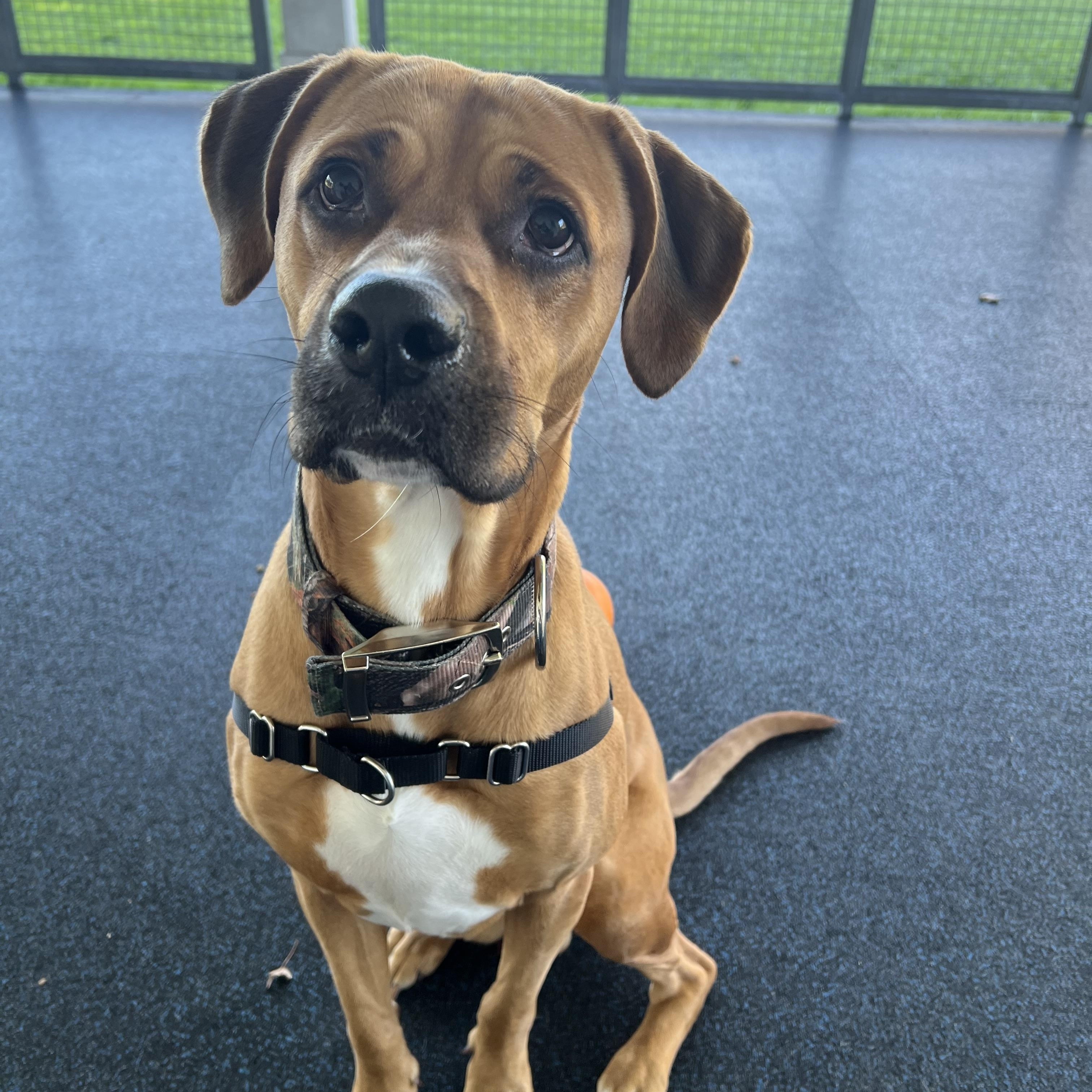 Enlarge Prince, a Adoptable mixed breed in Ithaca, NY image 4/6