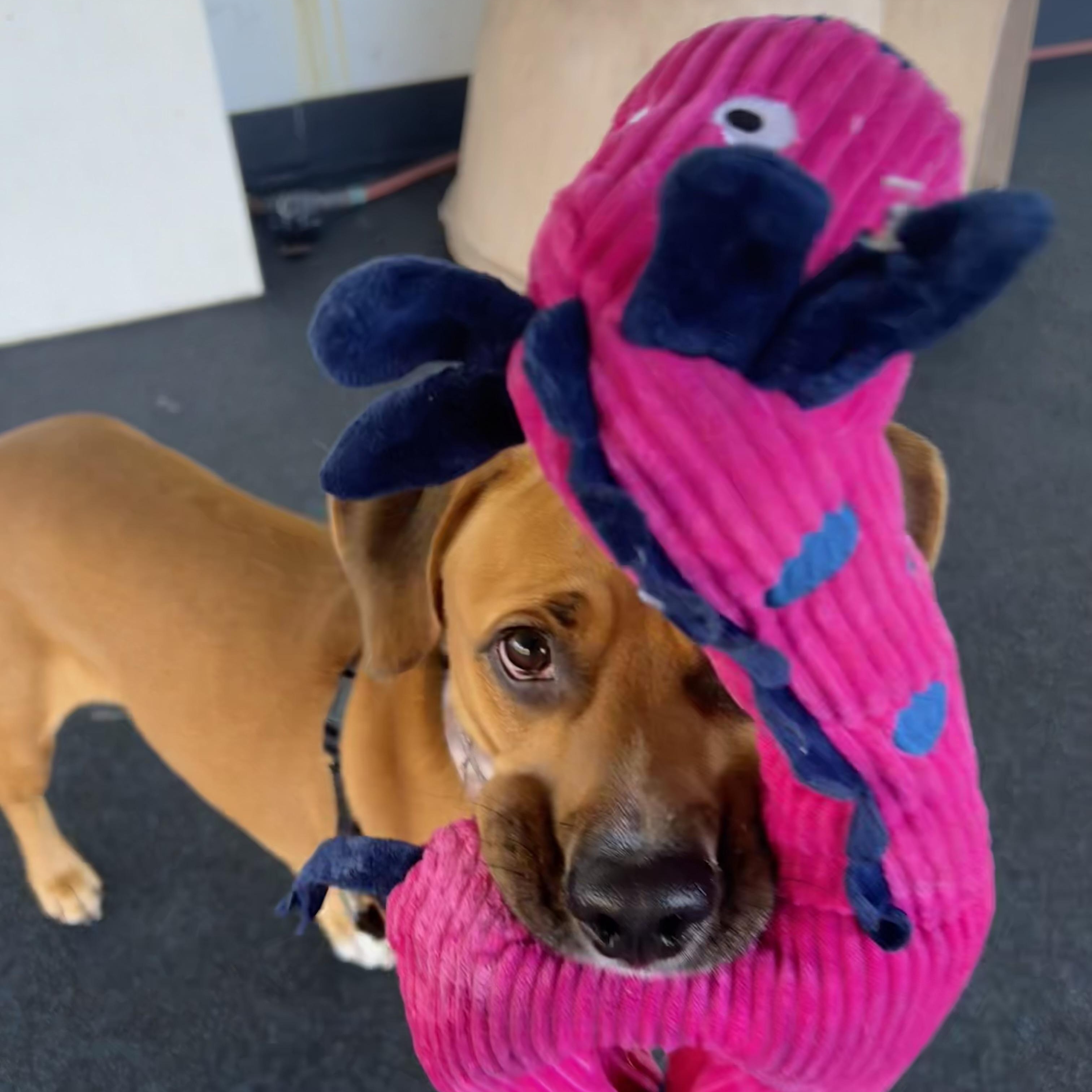 Enlarge Prince, a Adoptable mixed breed in Ithaca, NY image 2/6