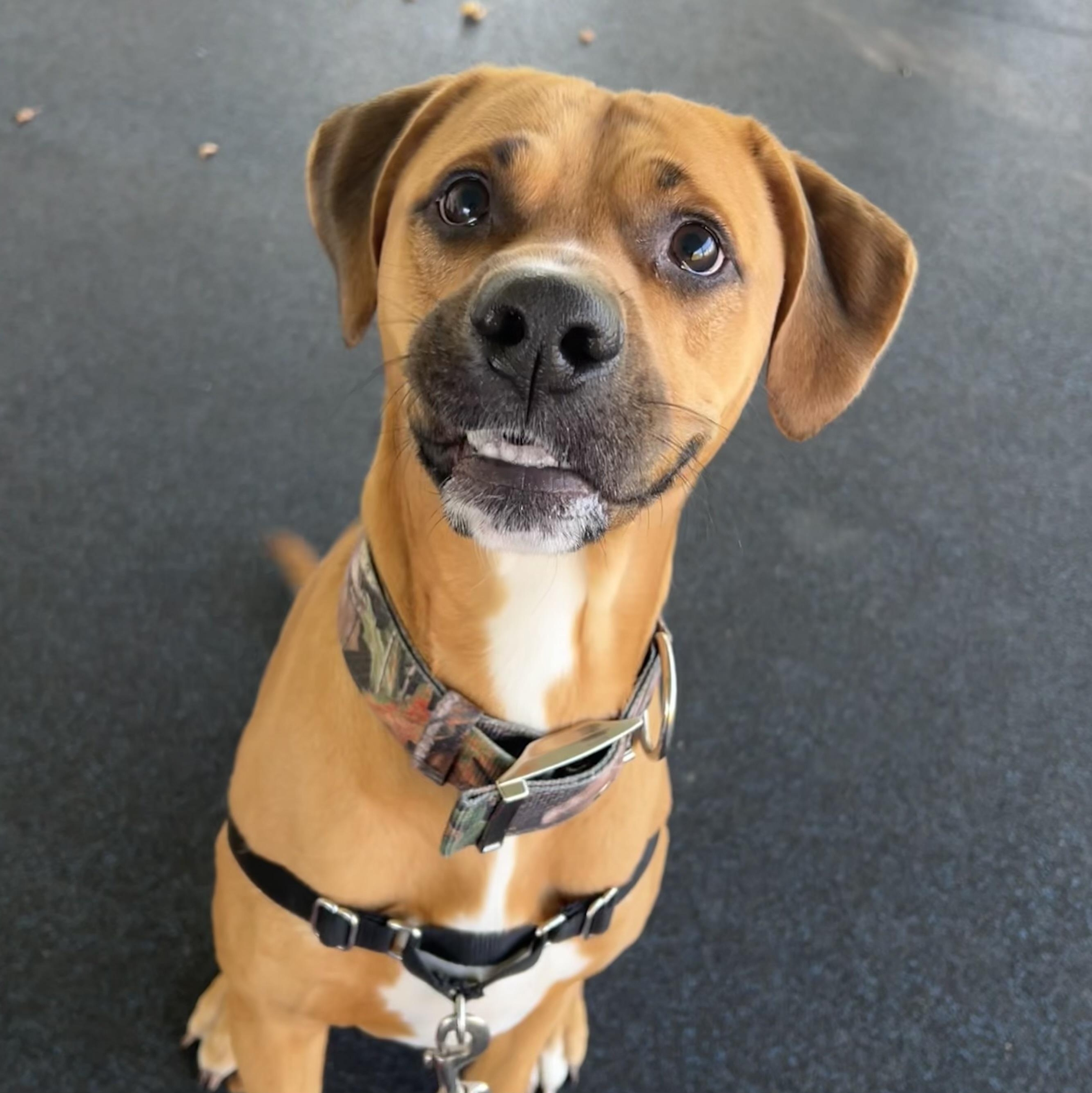 Prince, Adoptable, Young Male Labrador Retriever.
