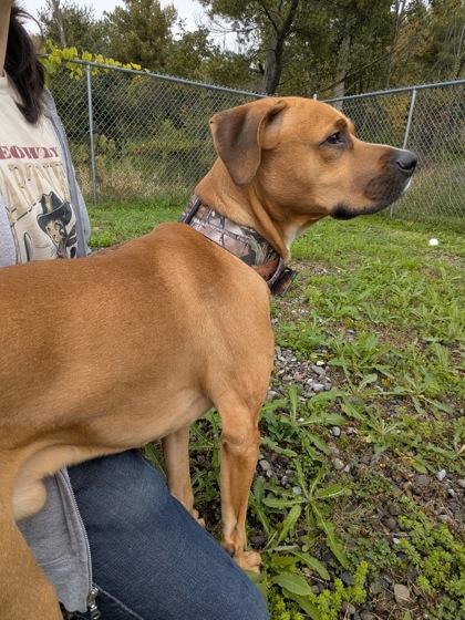 Enlarge Prince, a Adoptable mixed breed in Ithaca, NY image 6/6