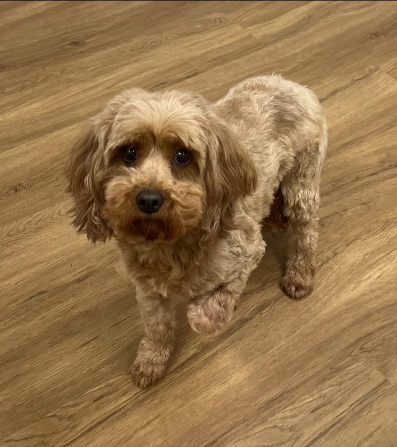 Tan doodle (oodles of poodles), an adopted mixed breed in Matthews, NC image 1/2