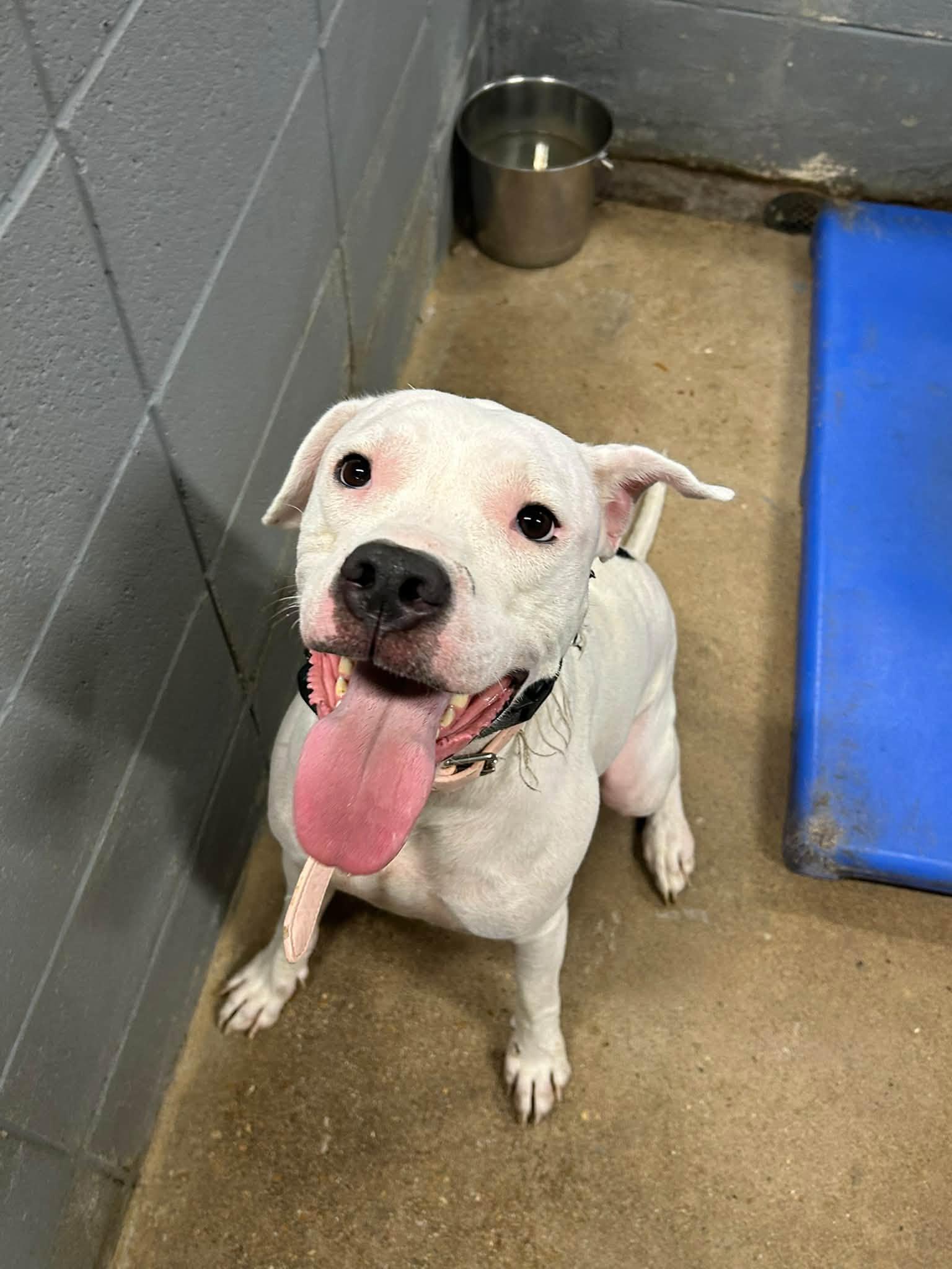 Sako, Adopted, Adult Female Boxer.