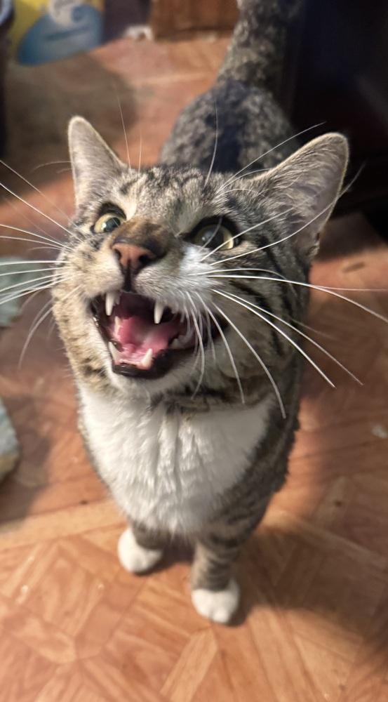 Sparky, Adoptable, Adult Male Tabby.