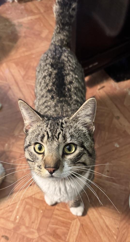 Enlarge Sparky, a Adoptable mixed breed in Plumerville, AR image 2/6