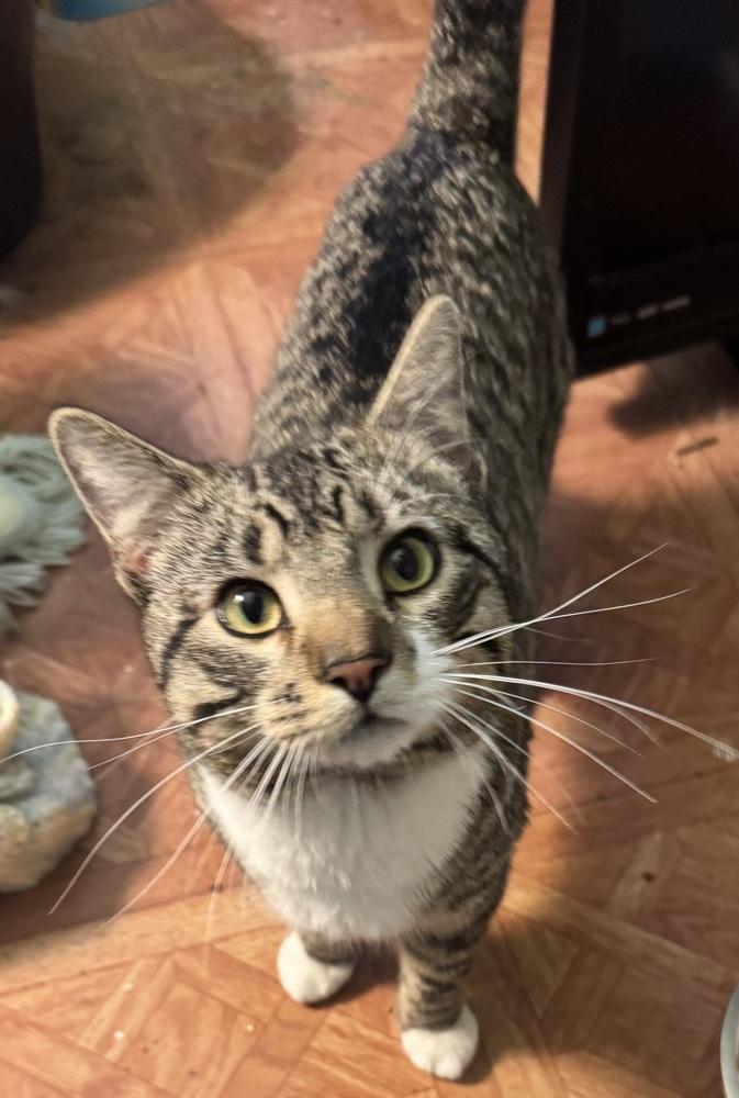 Enlarge Sparky, a Adoptable mixed breed in Plumerville, AR image 6/6