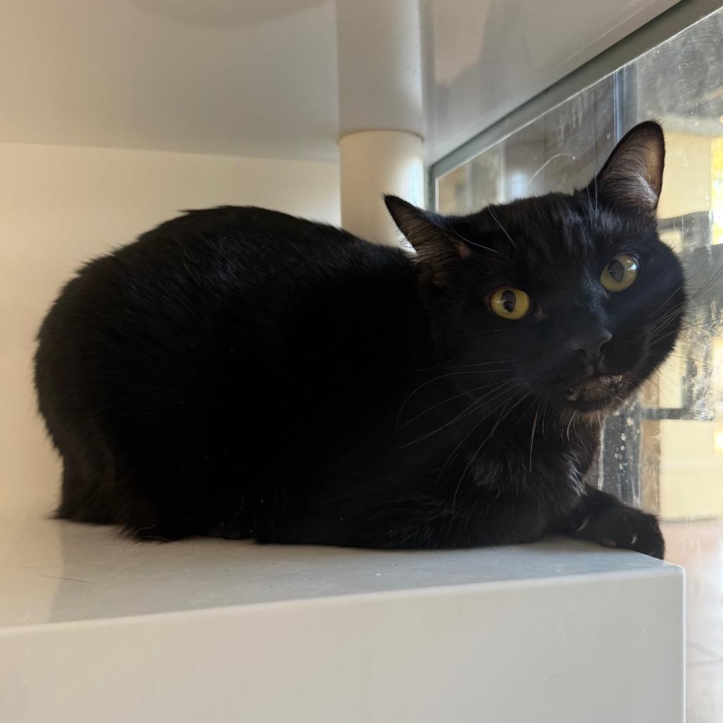 Tony, Adoptable, Adult Male Domestic Short Hair.