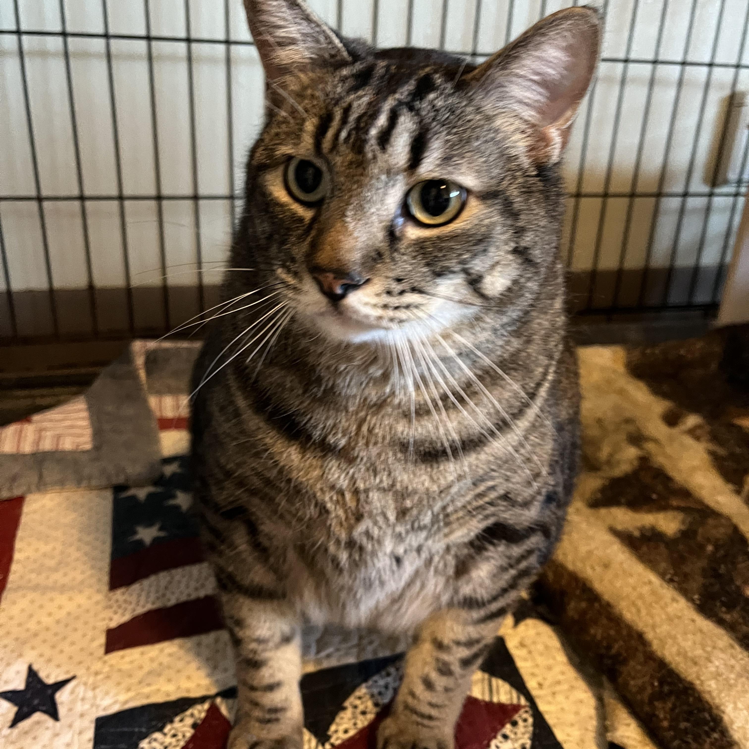 Mr Edward AKA Eddie , Adoptable, Adult Male Domestic Short Hair.