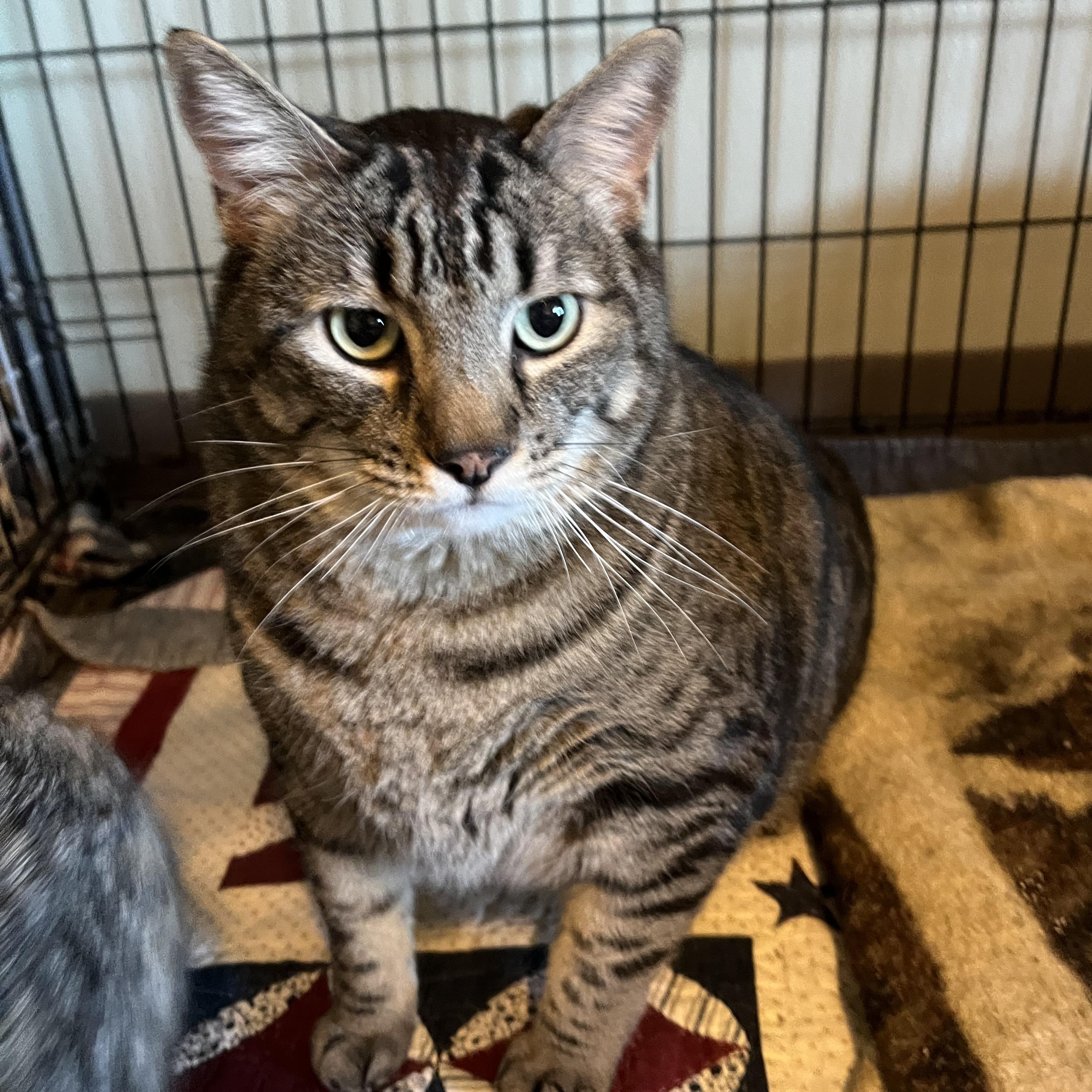 Enlarge Mr Edward AKA Eddie , a Adoptable Domestic Short Hair in Moline, IL image 2/6