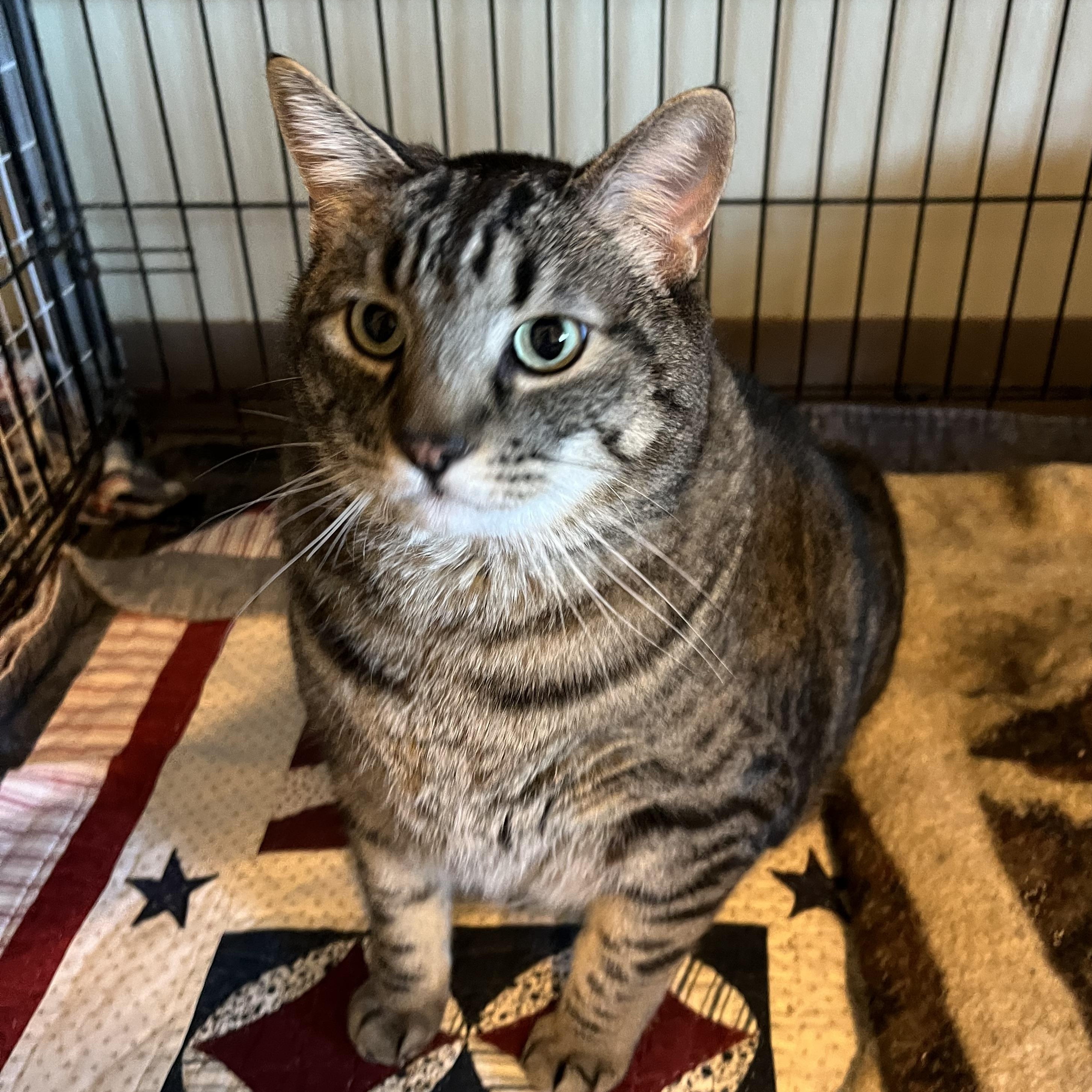 Enlarge Mr Edward AKA Eddie , a Adoptable Domestic Short Hair in Moline, IL image 3/6