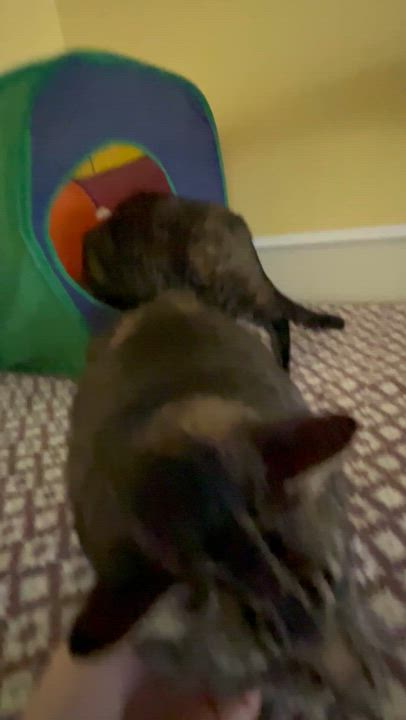 Enlarge Mr Edward AKA Eddie , a Adoptable Domestic Short Hair in Moline, IL video 6/6