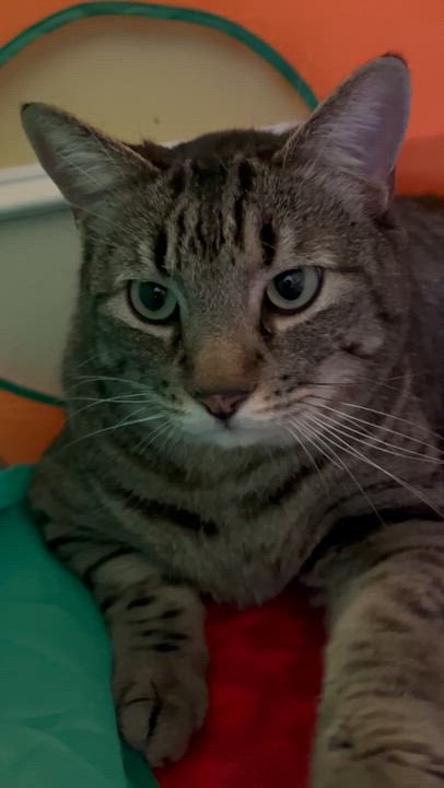 Enlarge Mr Edward AKA Eddie , a Adoptable Domestic Short Hair in Moline, IL video 4/6