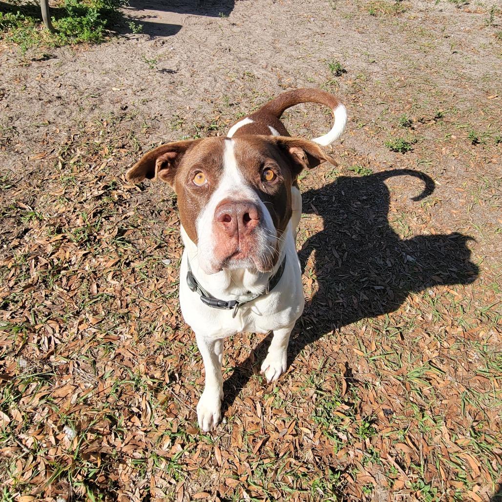 Prince, Adoptable, Adult Male Pit Bull Terrier.